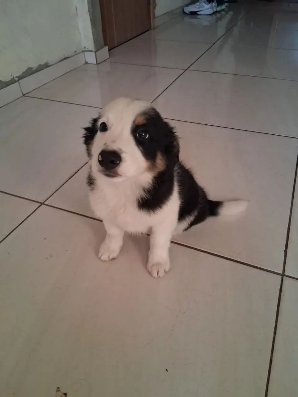 Border collie - Foto 4