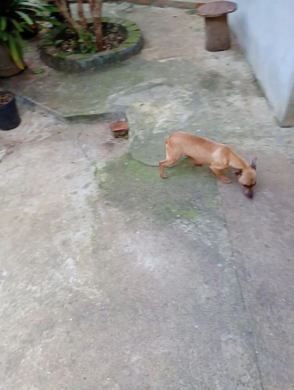 Animais de estimação 