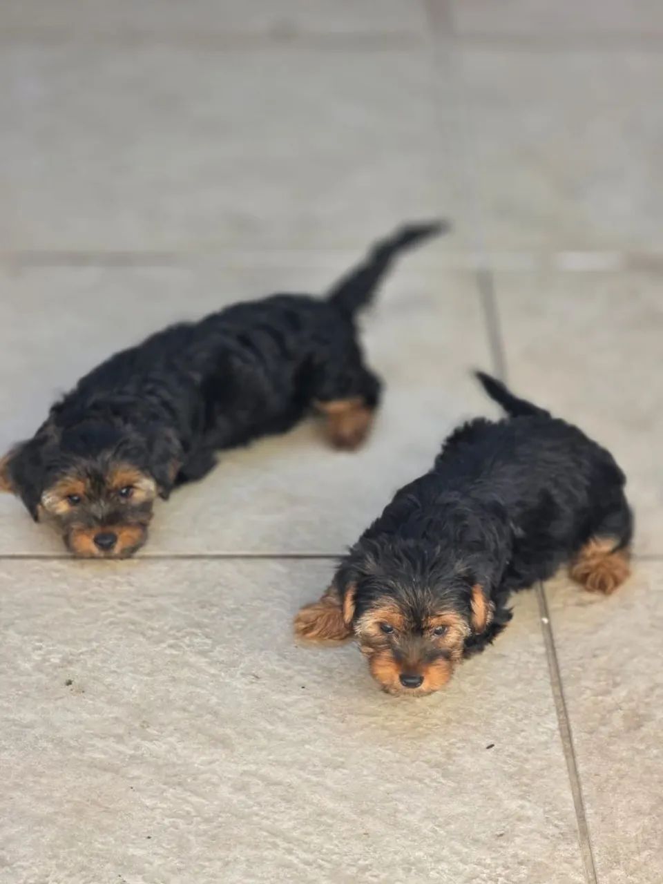 Cachorros ?  - Foto 2