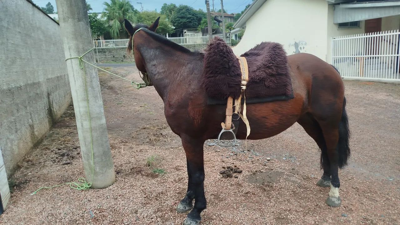 Égua crioula!!!! - Foto 3
