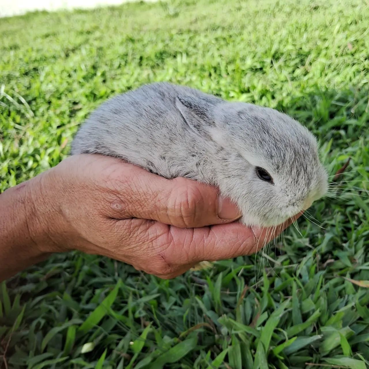 Mini coelhos netherlander - Foto 2