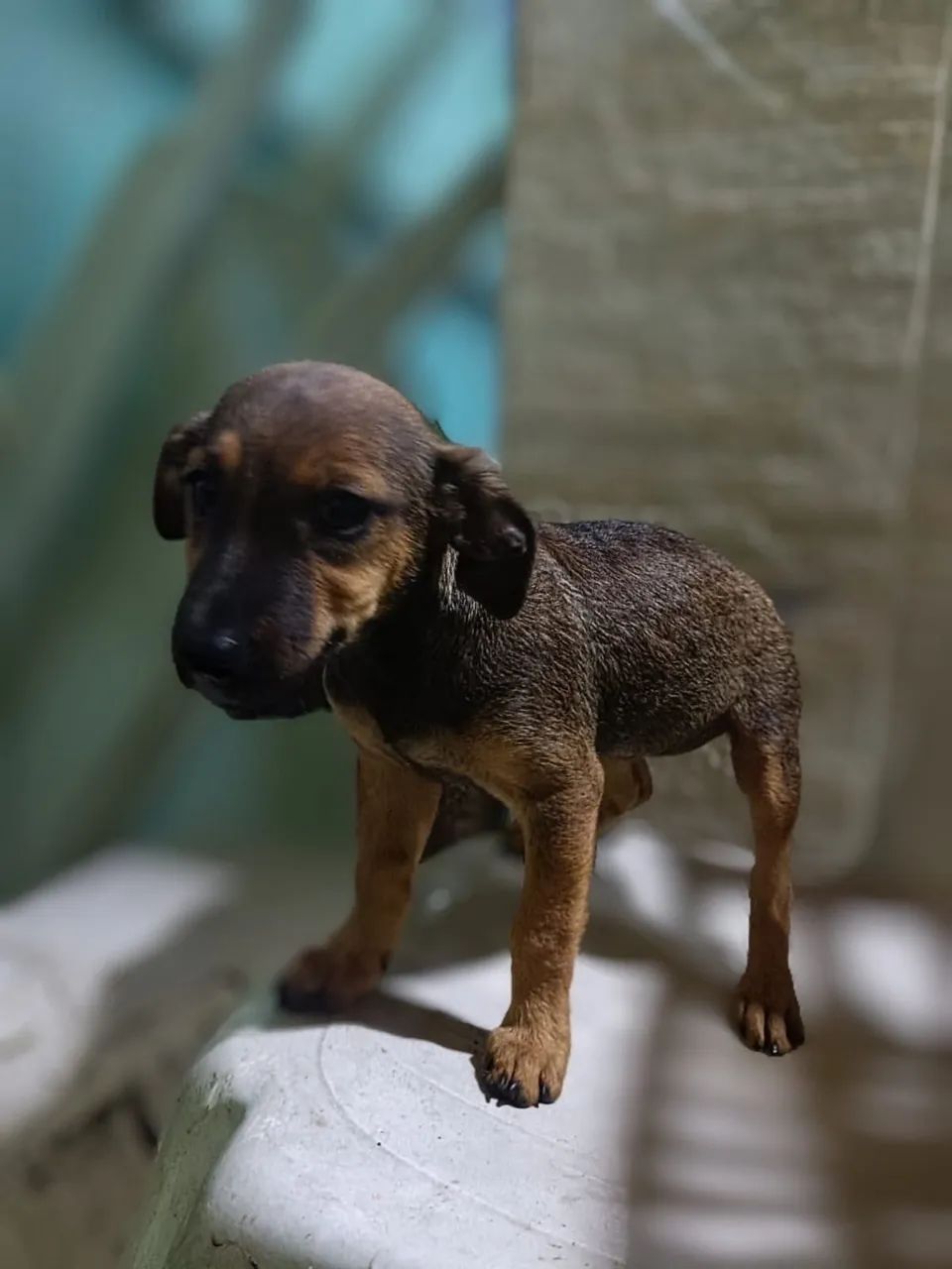 Cachorra vira-lata adoção - Foto 3