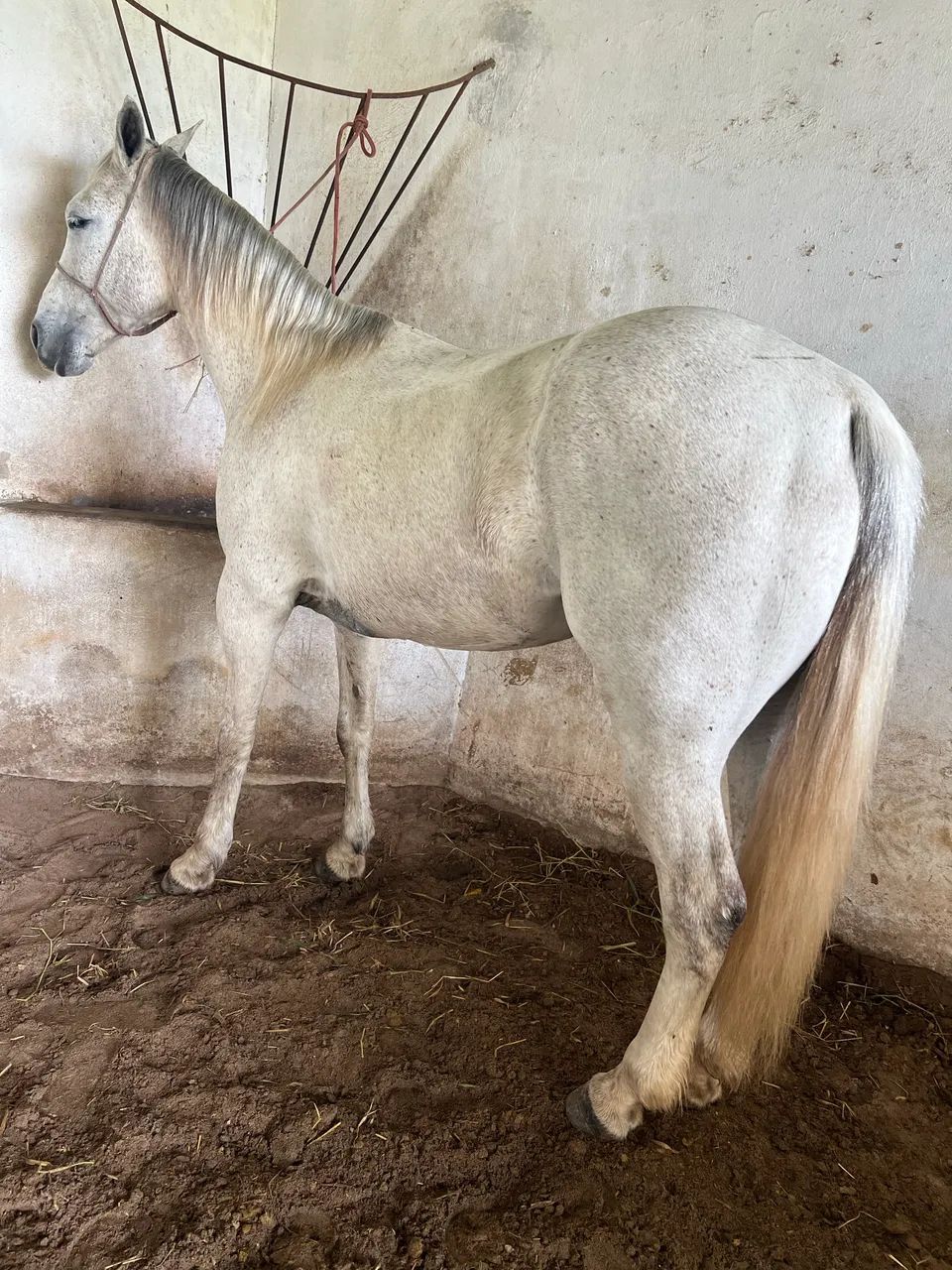 Animais para agropecuária  - Foto 2