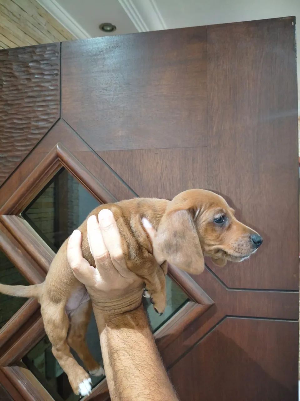 Basset 