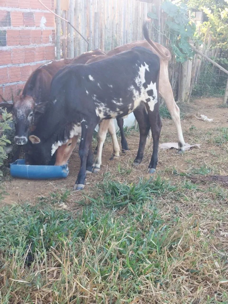Vendo Bezerras com genética de ponta - Foto 3