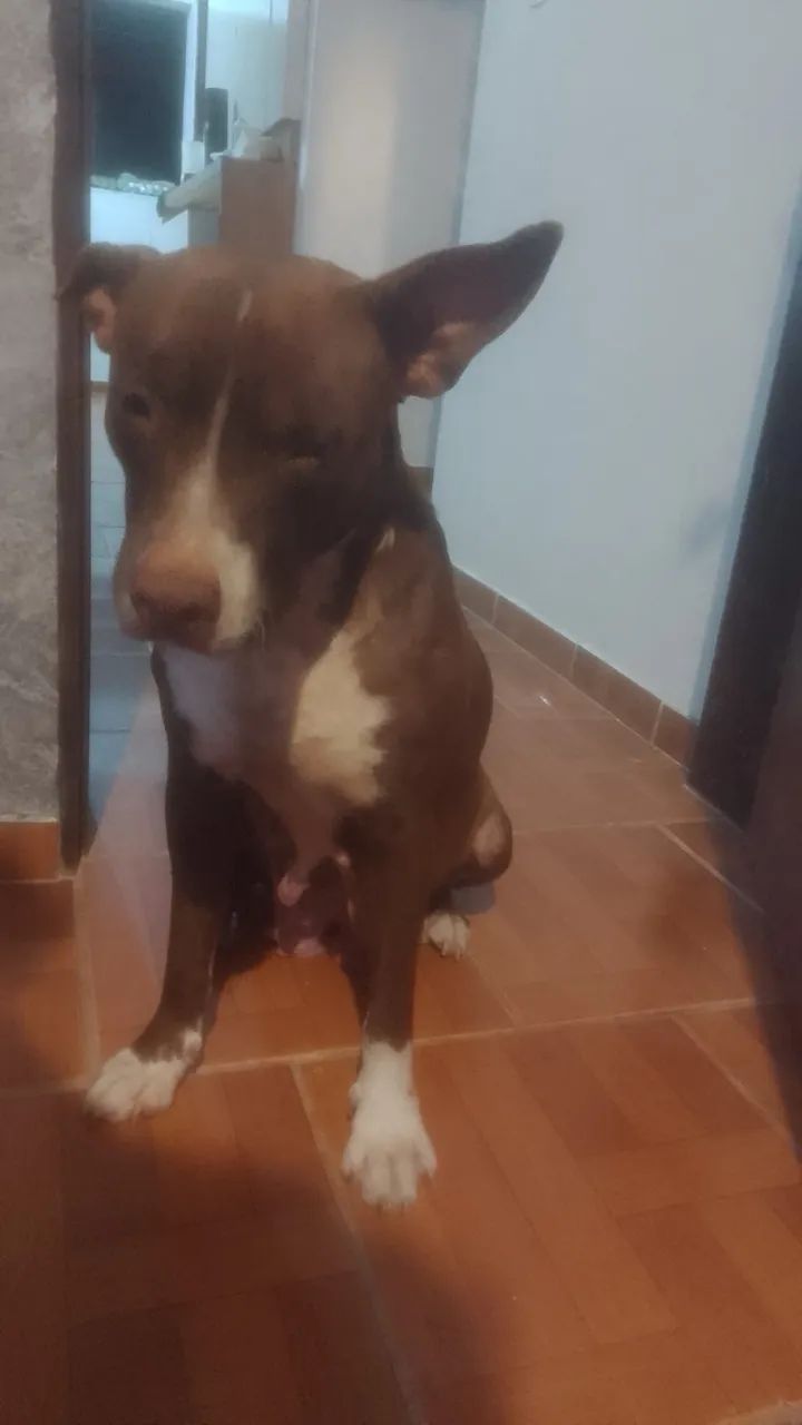 Adoção responsável 