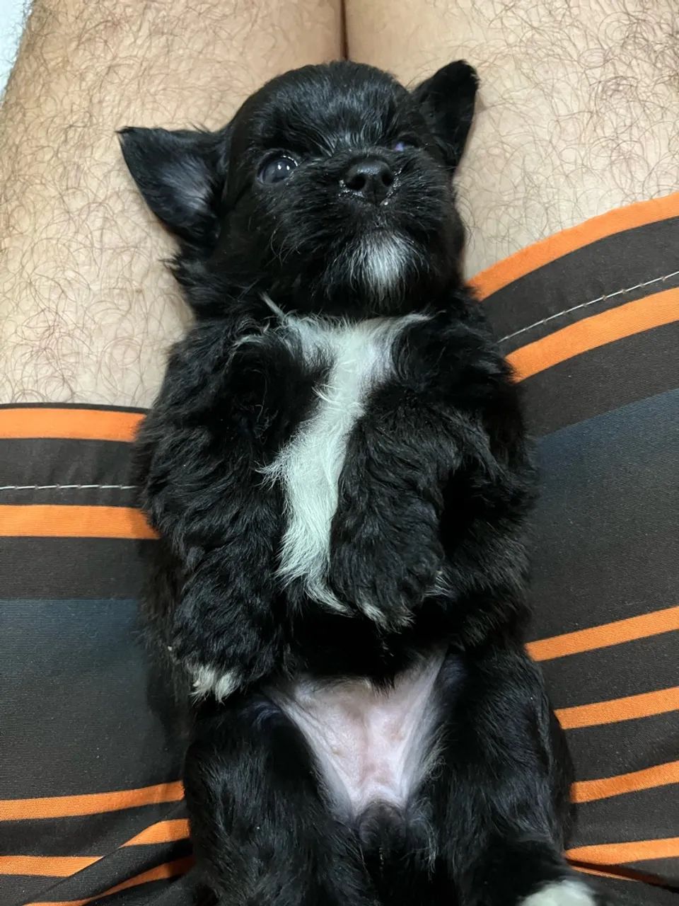 Shitszu com poodle  - Foto 2