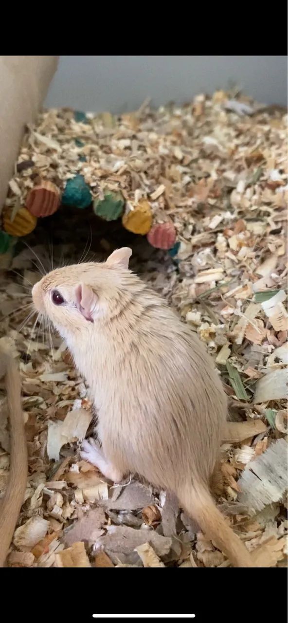 Filhotes de Gerbil ( Esquilo da Mongólia ) 