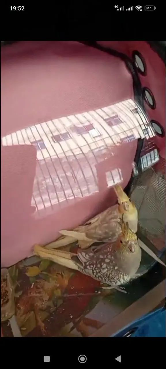 Mochila Rosa para seu animal até 6 kg