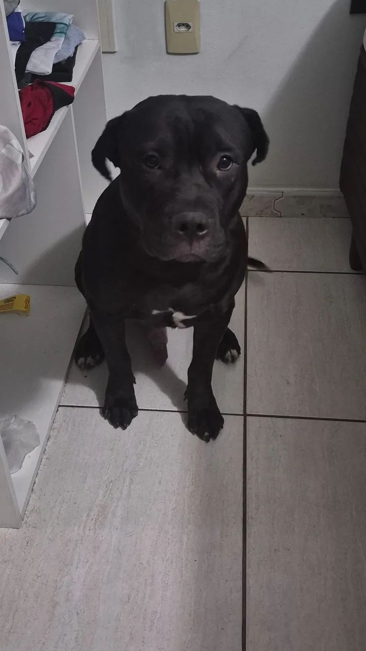 Cachorro Pitbull.