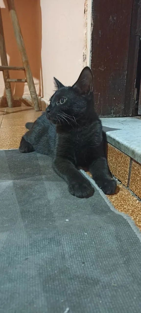Gatinho preto dócil e manhoso.