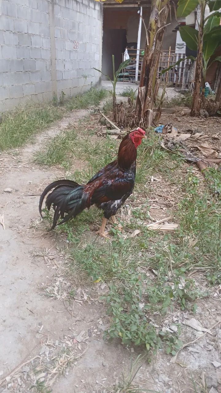 Vendo galo  - Foto 4