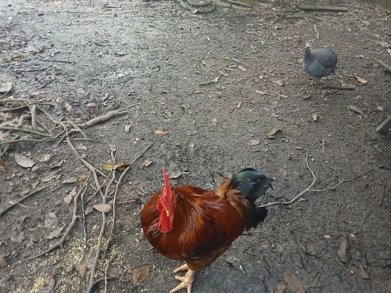 Galinhas e Galos 