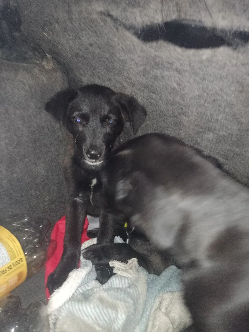 Macho - Porte M/G - 2,5 meses - Labrador + Fila - Foto 2