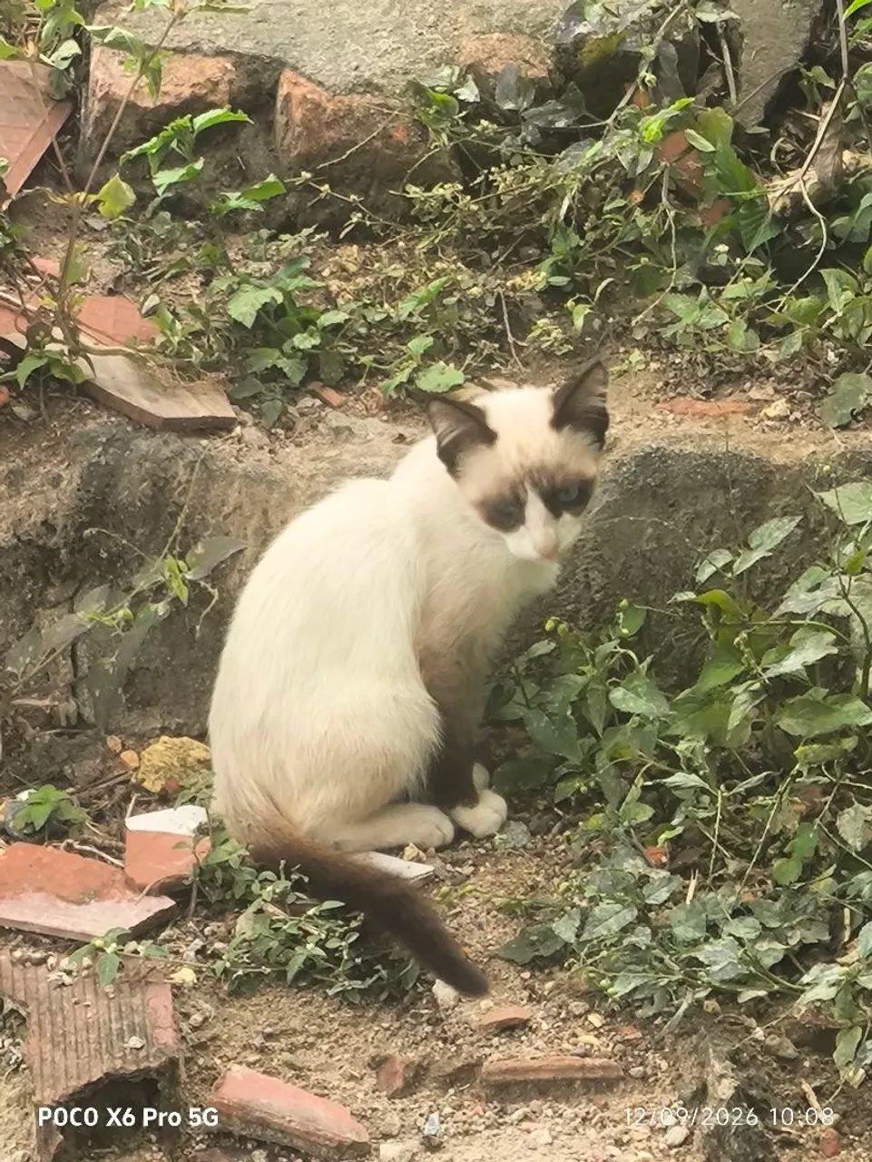 Gatinho para adoção 