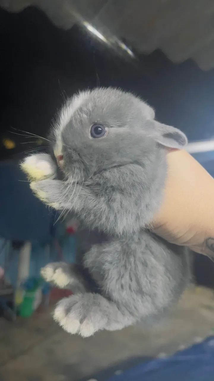 Netherland Dwarf