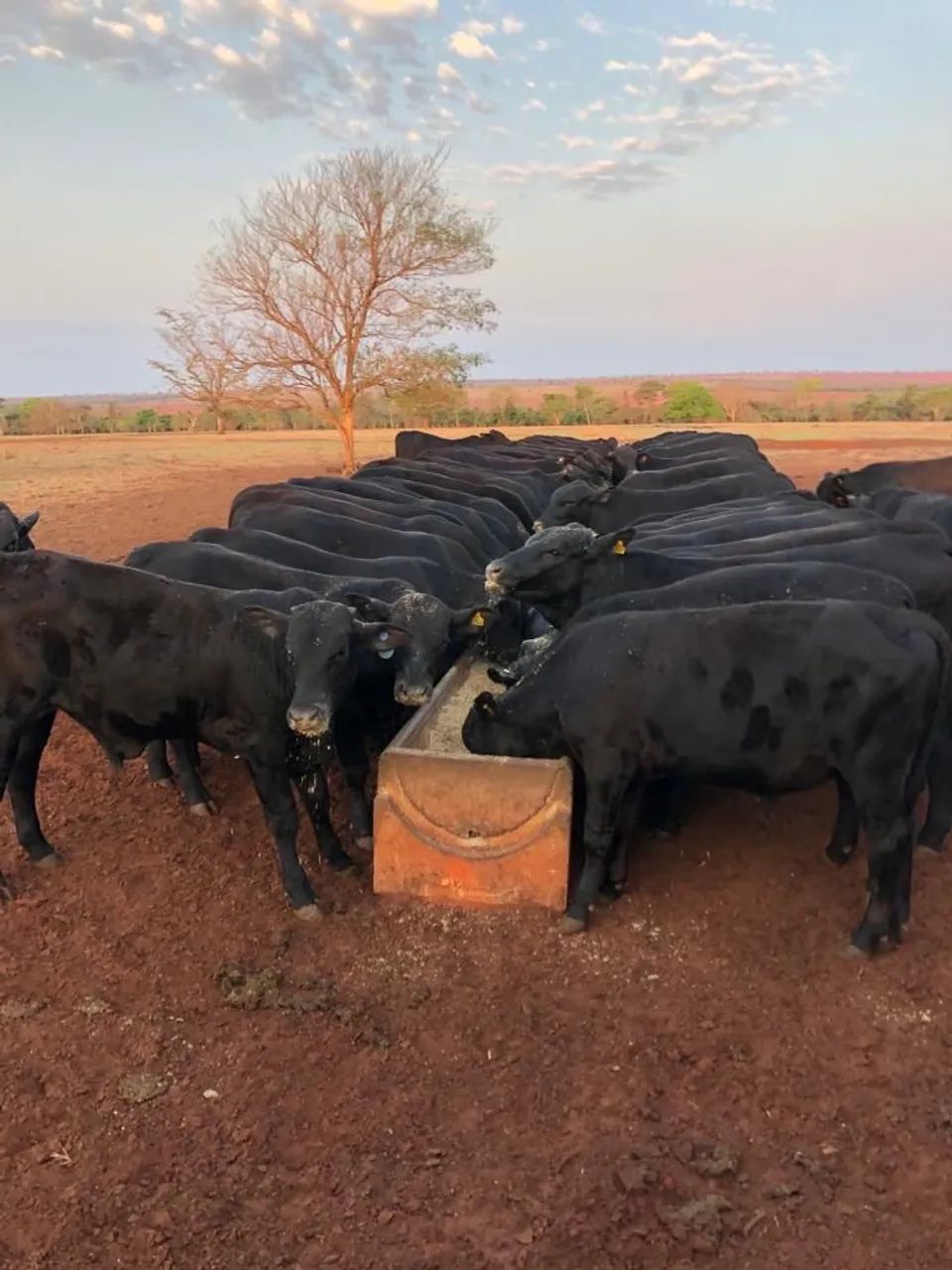 Fazenda dupla aptidão Mato Grosso Sul  - Foto 4