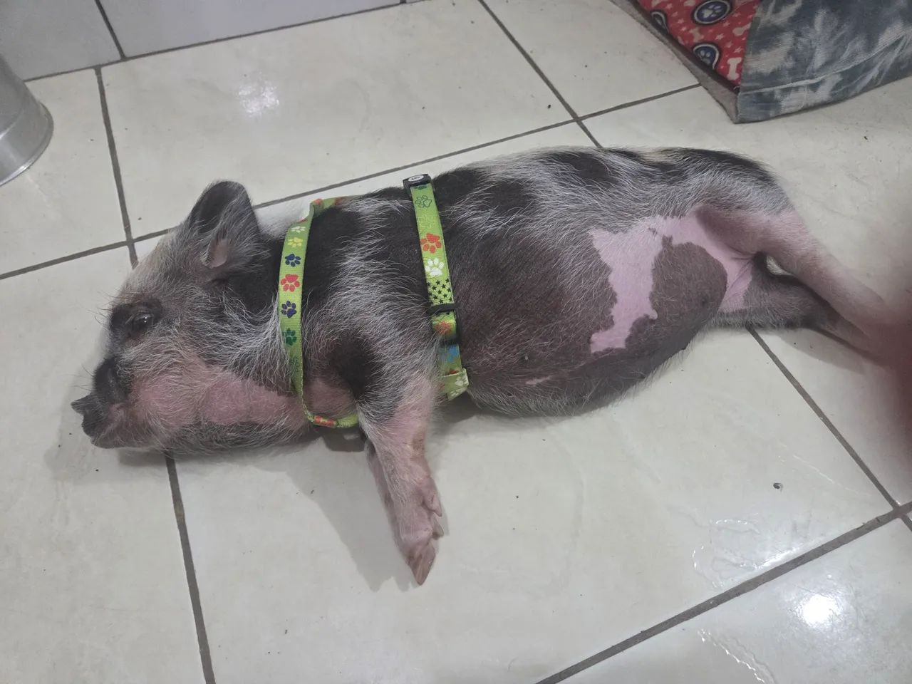 Mini Porquinho Novinho, Dócil e Saudável - Documentado, Com Chip e Vacinado  - Foto 4