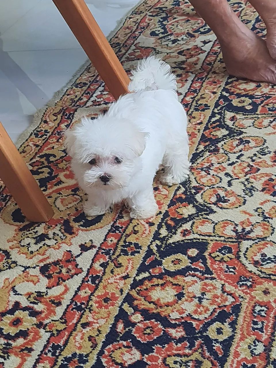 Maltês  - Foto 5