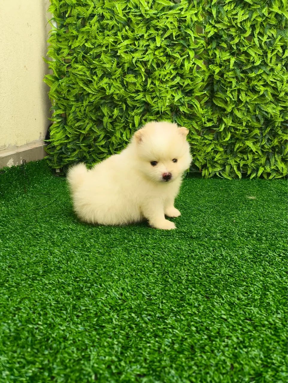 Spitz alemão - Foto 2