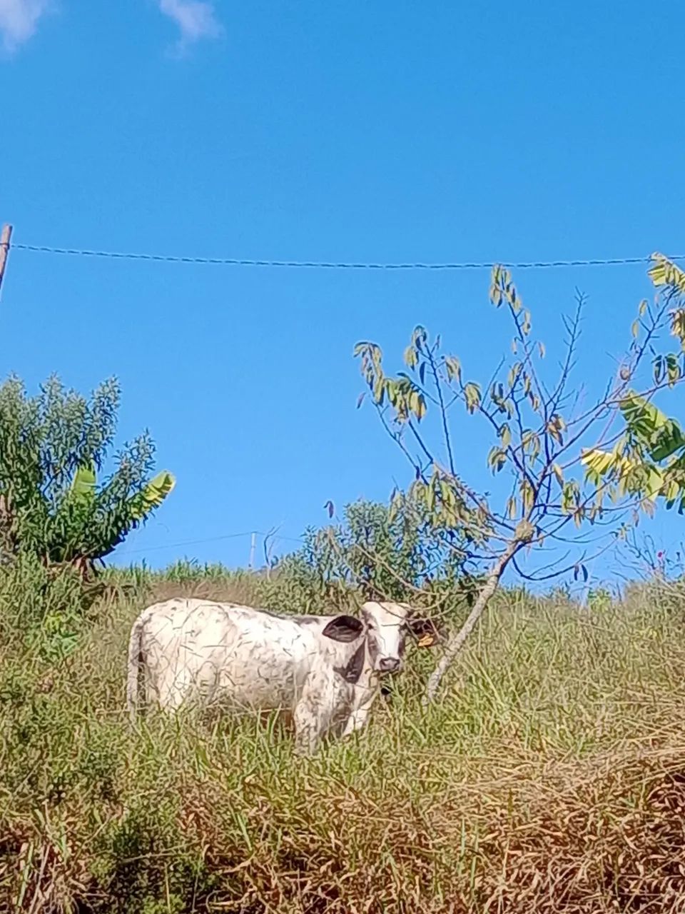 Garrote 