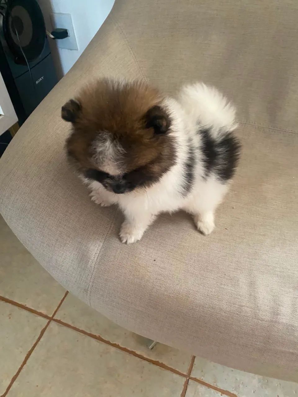 Spitz alemão macho anão particolor  - Foto 2