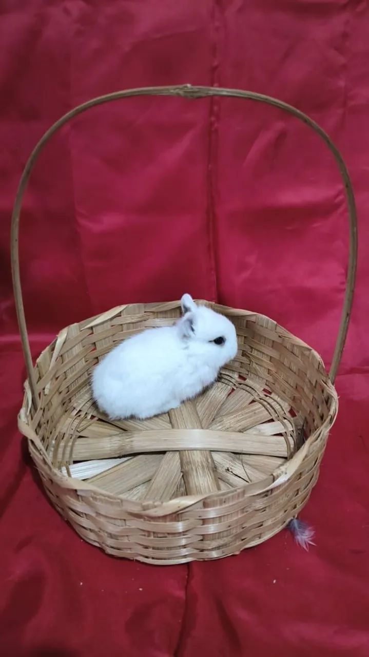 Vende-se mini coelhos anão raça Netherlands - Foto 3