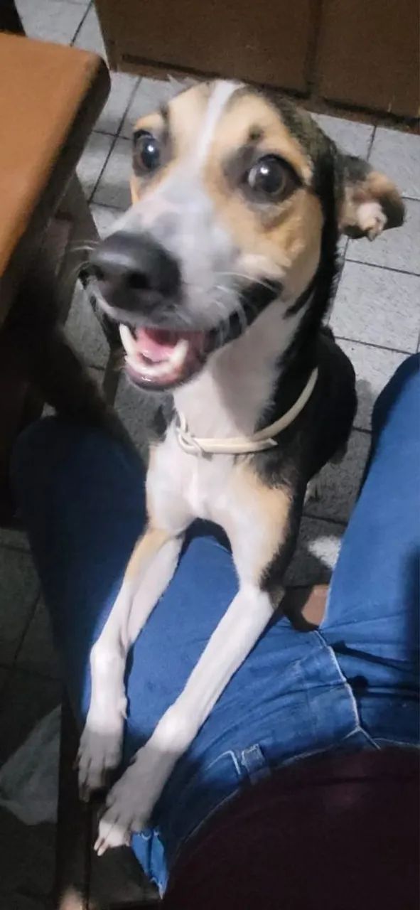 Cachorro para adoção responsável  - Foto 3