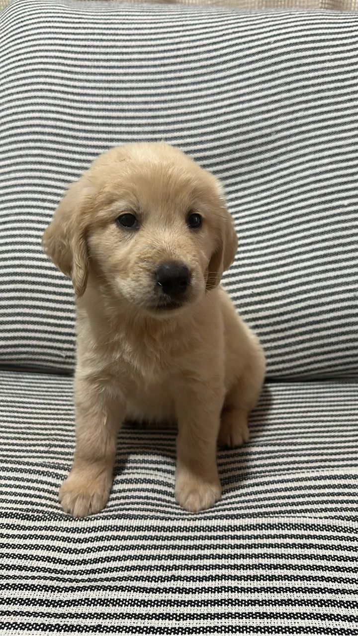 Golden retriever - Foto 2