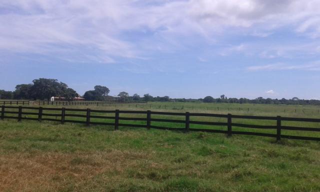 8271 | fazenda à venda em poconé mt - Foto 5