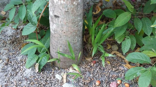 Muda de palmeira Havaí - Foto 2