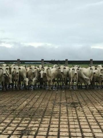 4342 Hect Em Barra Do Garça podendo virar soja.(Fazenda modelo difeênciada) - Foto 7