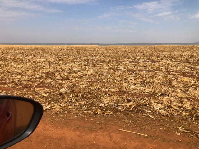 1000 Hectares, argilosa acima 40%, planta soja, algodão, milho, Diamantino-MT