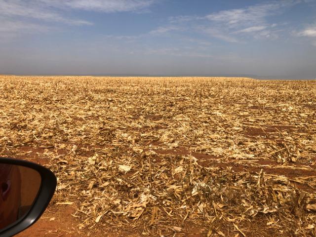 300 Hectares,argilosa,planta soja,algodão,milho, Diamantino-MT - Foto 2