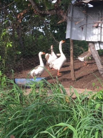 Chácara à venda em Km 21, Nossa senhora do livramento cod:CH00001 - Foto 7