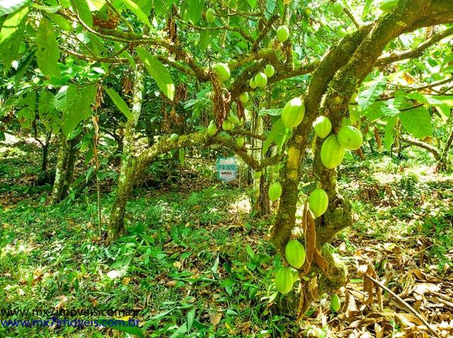 Fazenda mista de cacau e gado. Área de 203 Hectares - Foto 20