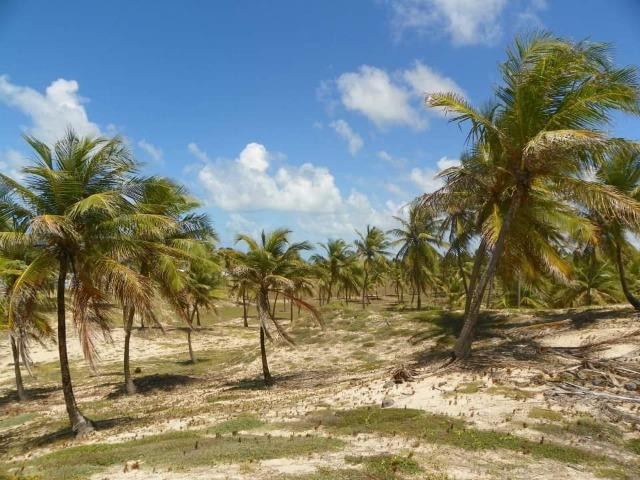 Sítio 87,23 tarefas frente ao mar em Costa Azul - Foto 5