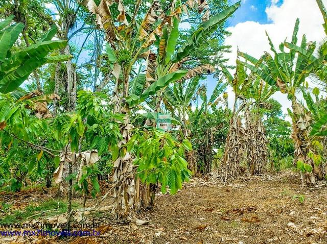 Fazenda mista de cacau e gado. Área de 203 Hectares - Foto 19