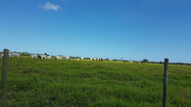 Maravilhosa Fazenda em Barrolândia, Belmonte - BA com 809 Hectares...