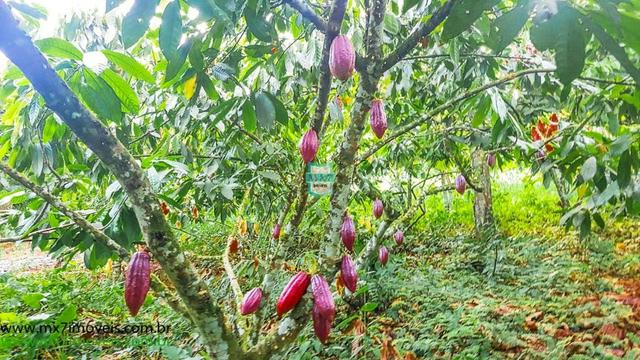 Ubaitaba. Fazenda com o melhor custo beneficio de 400 Hectares - Foto 20