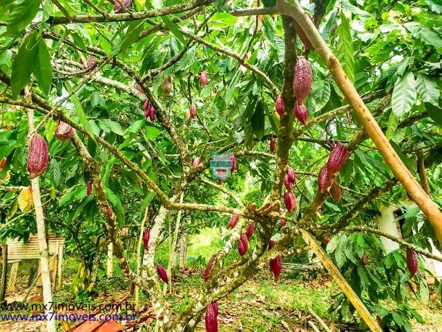 Ubaitaba. Fazenda com o melhor custo beneficio de 400 Hectares - Foto 18