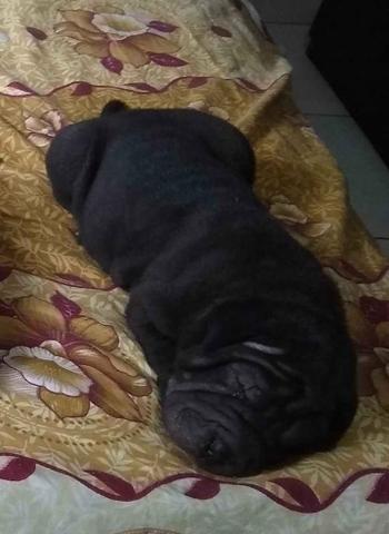 Filhotes de Sharpei