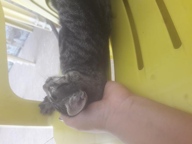 Gatinho - Foto 4