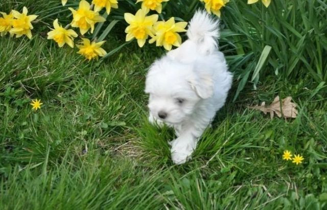 Lindos machos maltês disponível 