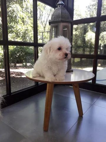 Maltês filhote macho disponível!  - Foto 3