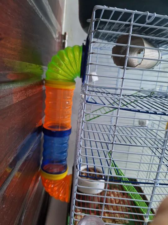 Hamster fofinho com kit completo - Foto 6