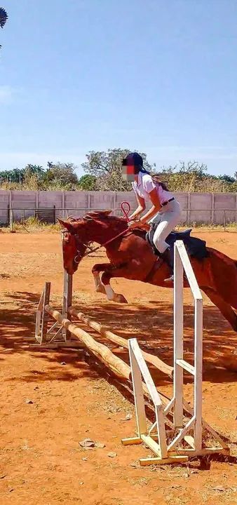 Égua treinada para salto