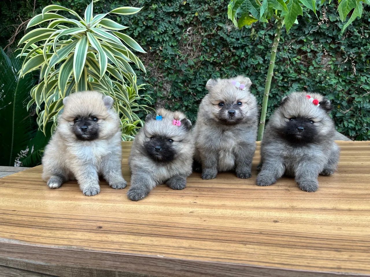 Spitz Alemão anão/ Lulu da Pomerânea anão - Foto 6