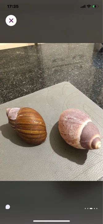 Conchas do mar p colecionadores