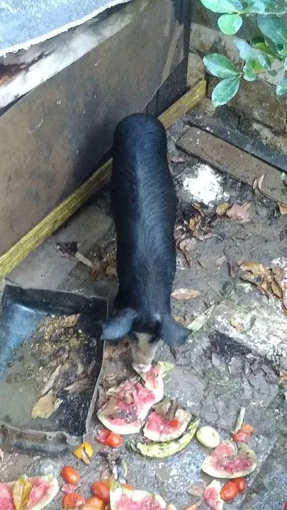 Porco  para venda - Foto 5